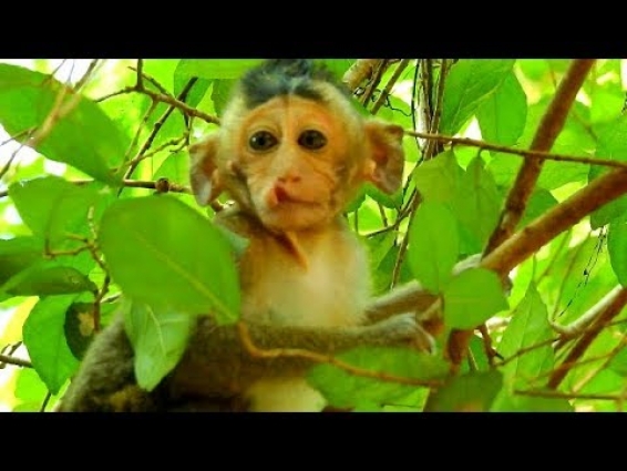 PINKY WOUNDS HEAL| BUT BECAME  CLEFT PALATE| PINKY NEED VETERINARIAN TO SURGERY