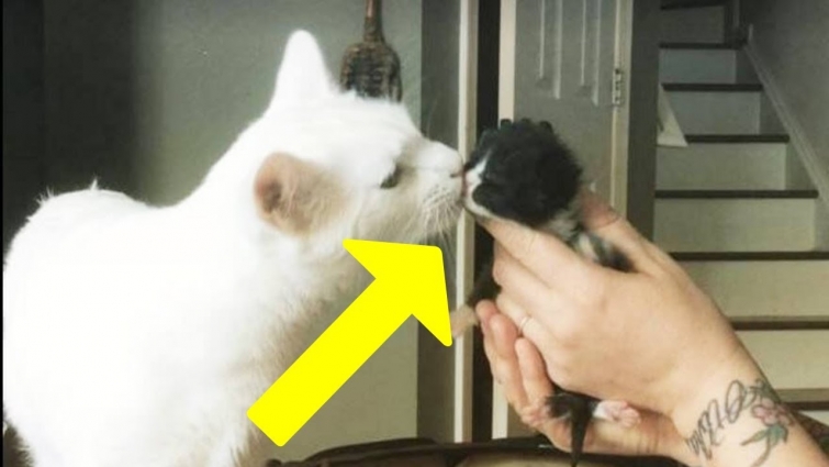 This Cat Was Rescued By A Vet, Then Got Addicted To Helping Other Kittens In Need