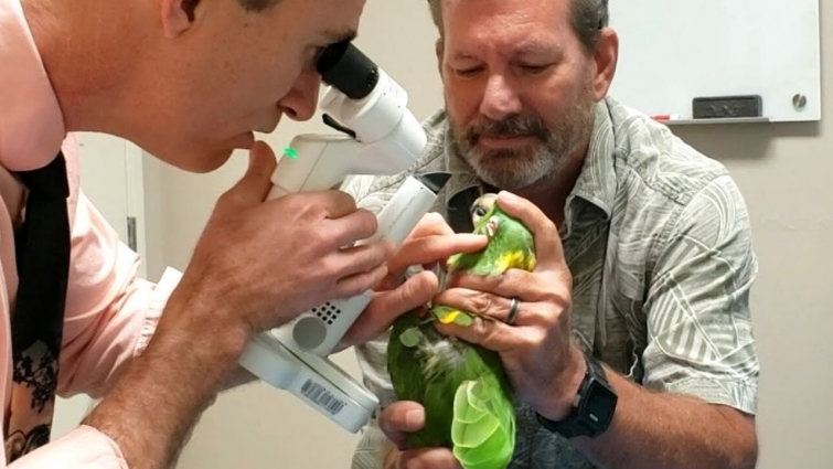 Parrot Eye Surgery | Post Avian Vet Exam