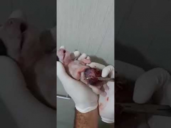 Puppy born with an open abdomen – Veterinary Video