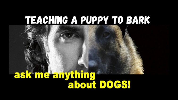 Teaching Puppy to Bark at Strangers – Dog Training Video – ask me anything