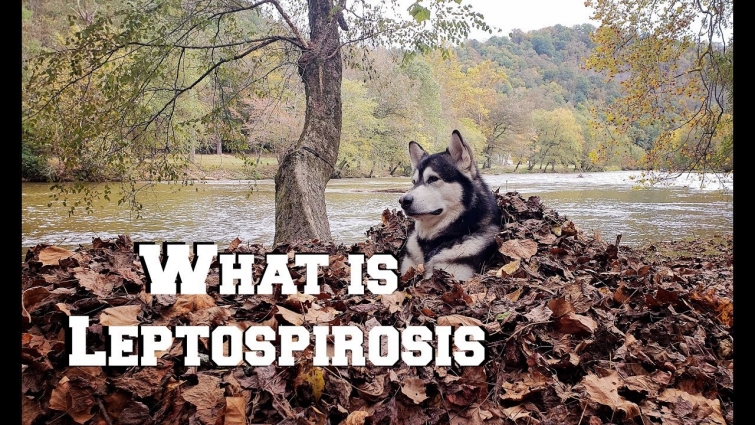 Is Your Dog At Risk? | My Dogs Vet Explains | Leptospirosis
