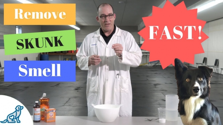 Remove Skunk Smell From Dog- Using Household Products – Professional Dog Training Tips