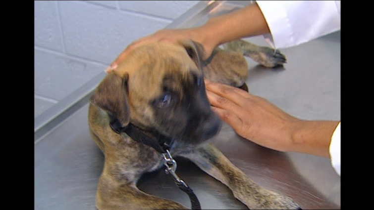 Take a Field Trip to an Animal Shelter | KidVision Pre-K