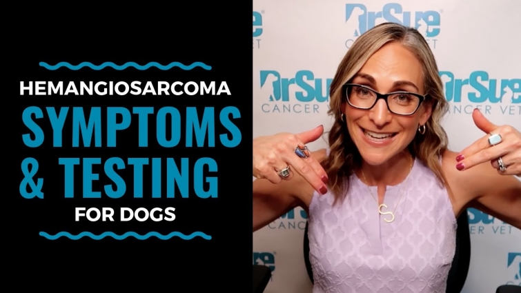 Hemangiosarcoma Symptoms and Testing For Dogs: Vlog 85
