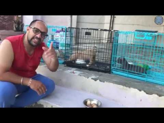 What Food Should You Give To A Little Puppy ?