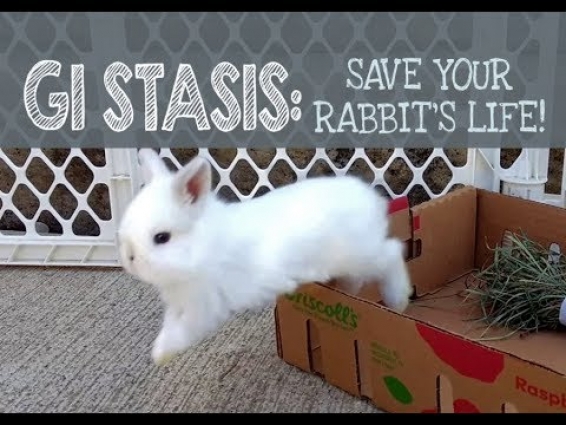 GI Stasis: Save your Rabbit's Life!