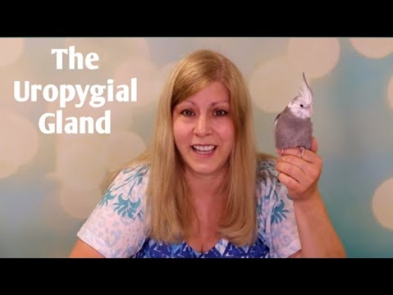 What is a Uropygial Gland?