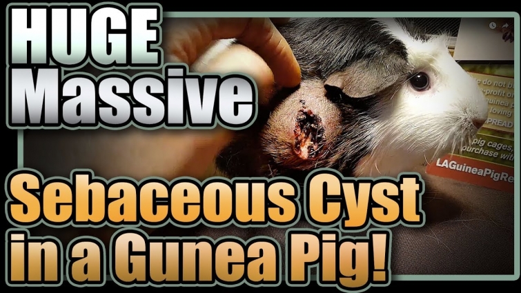 Huge Massive Sebaceous Cyst in a Guinea Pig!