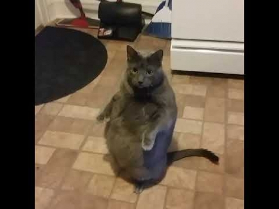 Meet Bruno a Russian Blue currently available for adoption at Petango.com! 6/19/2018 3:34:14 PM