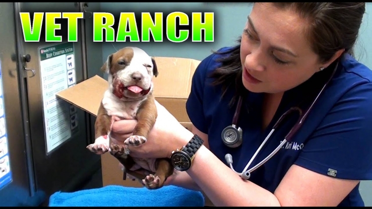 Broken Jaw Puppy Rescued