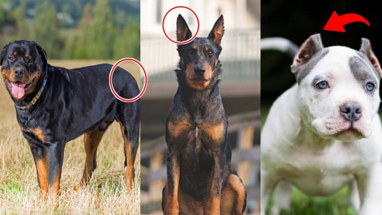 Why Some people crop or cut there Dog's Ear and Tail /Dog ki tail Aur Kanko kyu Kata jata hai