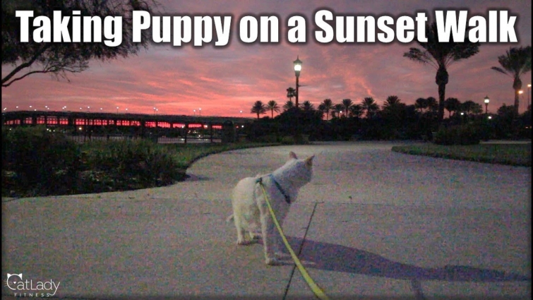Cat loves being walked on a leash (during a BEAUTIFUL Florida sunset!) 😻🌠🌈