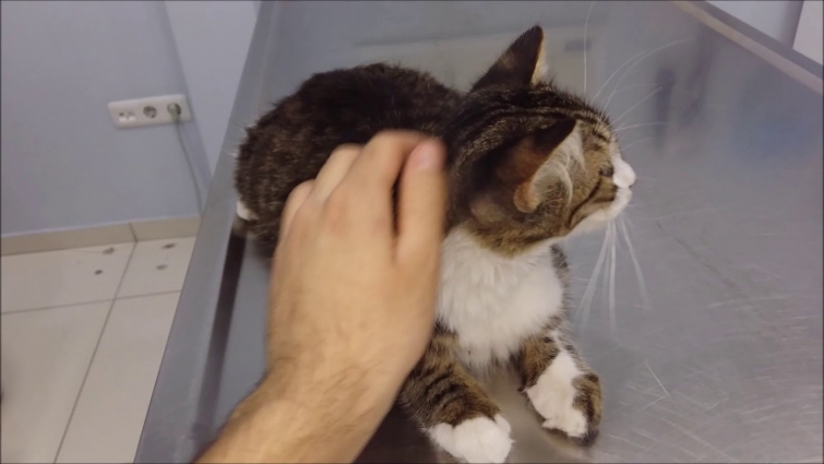 POOR CAT KARAM NEEDS EMERGENCY SURGERY