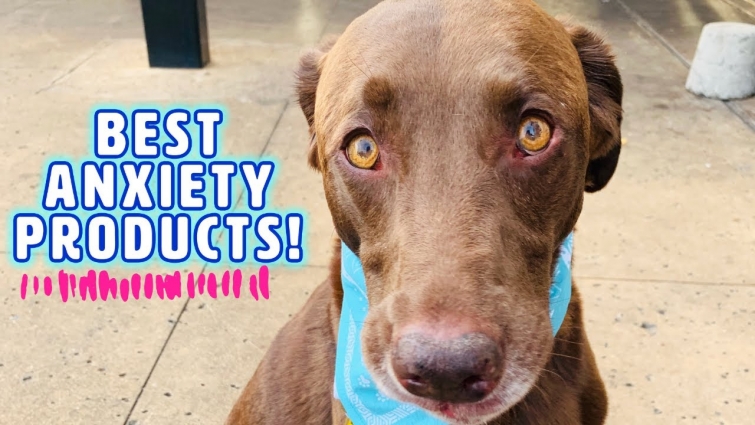 10 Tools for Anxious Dogs 👉 that ACTUALLY Work!
