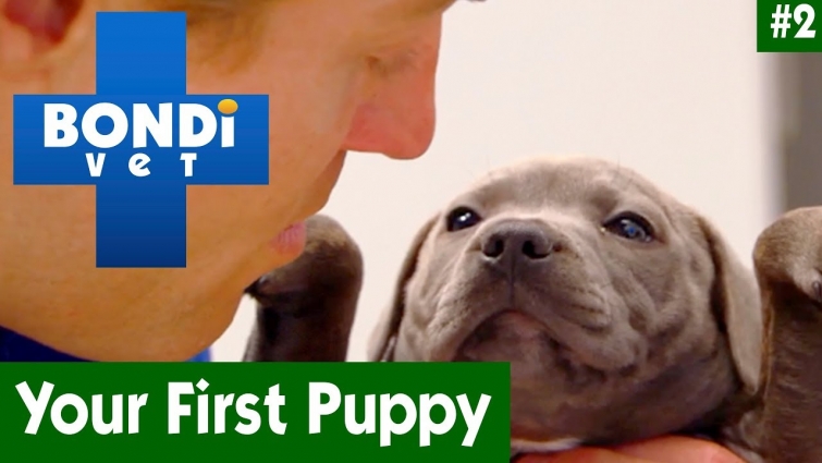🐶 Your First Puppy With Dr Chris Brown | EP02