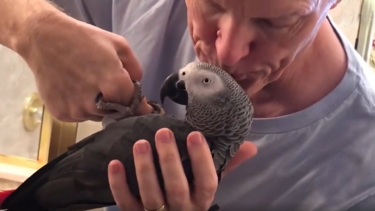 Parrot loves to have raspberries blown on him