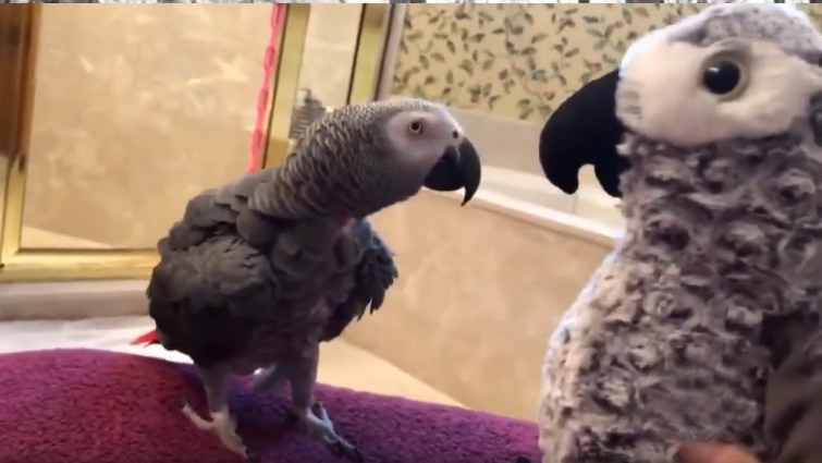 Parrot plays game of "monkey see, monkey do"