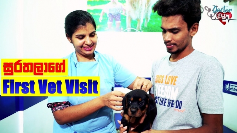 සුරතලාගේ First Vet Visit | Doctor Pet
