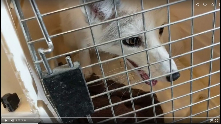 Pet Foxes' trip to the VET & home for a BATH – Sneak peek clips from the Ultimate Guide coming soon!