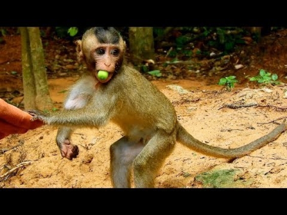 Cutest baby monkey Lola stand up got lotus from the man, Very adorable baby monkey Lola