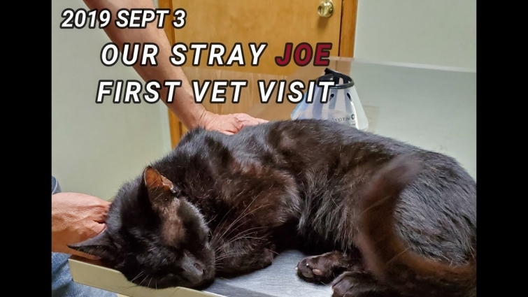 STRAY CAT JOE VET VISIT ….COPD Loving Life On Oxygen