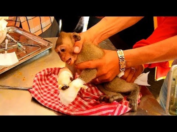 Baby monkey Janet got treatment by doctor at veterinarian