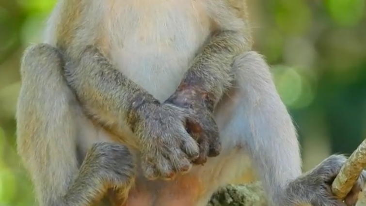 Video monkey Janet before bring to meet veterinarian, update monkey Janet arm today | Angkor Nature
