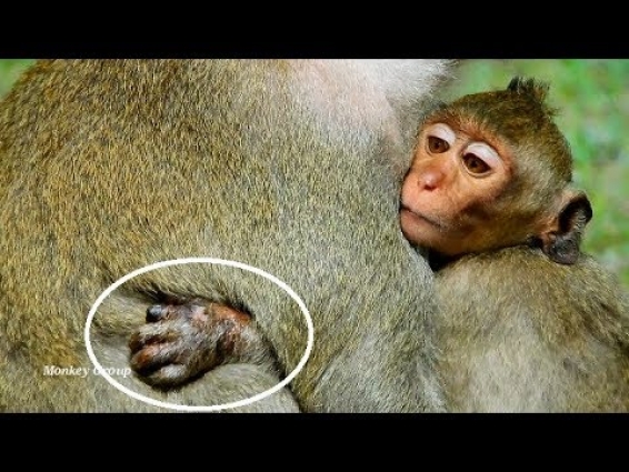 Why we decide bring baby monkey Janet to VET?, Janet becomes rotten hands if we can Not help her