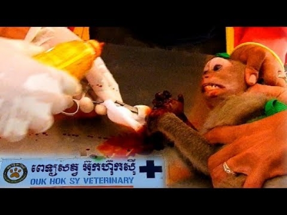 Little monkey Janet was taken to VET After Rescue Her from Trapped