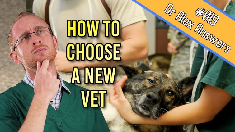 How to Choose a New Veterinarian That's Right For You – Dog + Cat Health Vet Advice