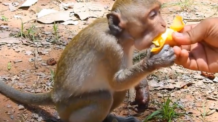 Update monkey Janet! We feeding Janet before we bring her to meet veterinarian | Angkor Nature