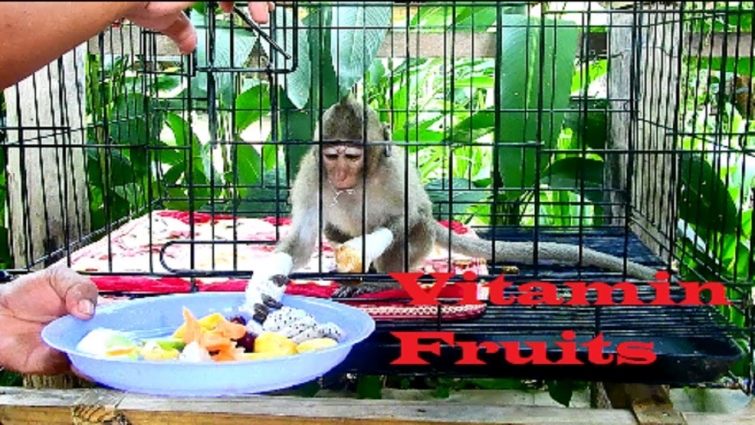 Rule of Vet said , Please feed poor Janet with Vitamin fruits, So strong baby let's checking it