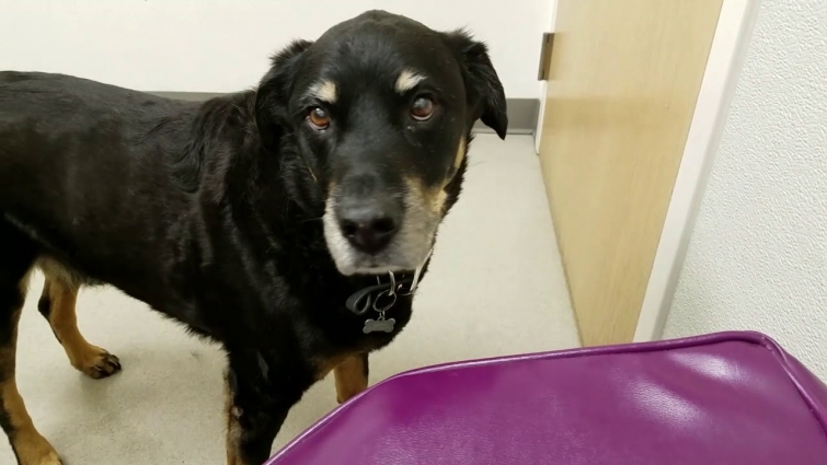 Road Trip Alaska: Capone Goes to the Vet, Seattle Vegan Eats &  The BEST Camp!!!