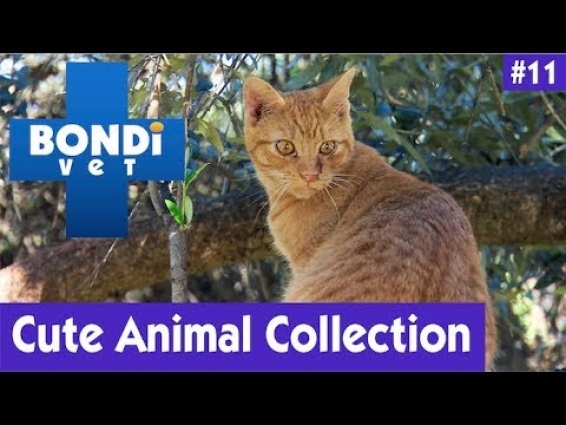 🐱 CUTE ANIMAL COLLECTION #11 | BONDI VET 🐶