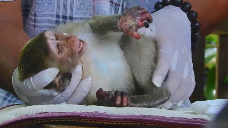 Update Monkey Janet! Vet cleaning and applying medicine to monkey Janet, monkey Janet arm recovered