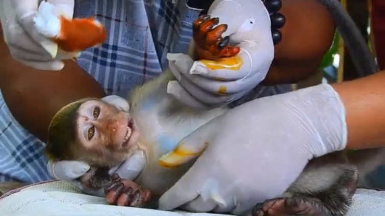 Update monkey Janet! Monkey Janet arm become better after vet apply the best treatment to her