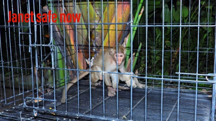 Today we make cage for baby poor Janet after get she from VET/Janet is safe now-419