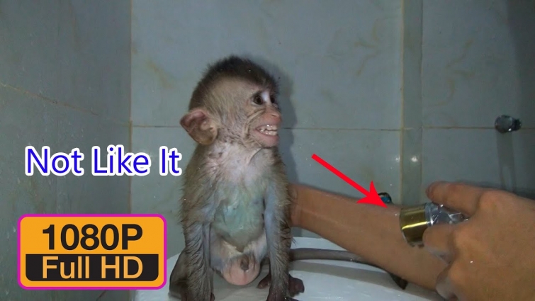 What Baby Monkey Too Not Want To Bathed Monkey Too Do Face To Daddy