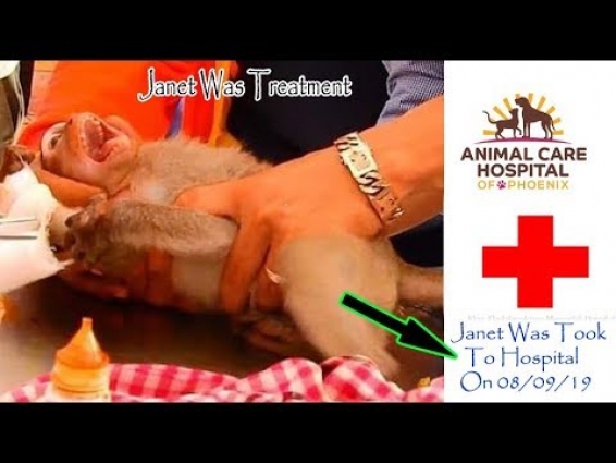 Hopeful After Sent Poor Monkey Janet To Hospital | Janet Was Treatment By Doctor Vet