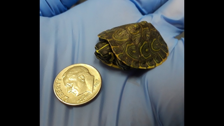 Hatchling turtle DIME SIZE!