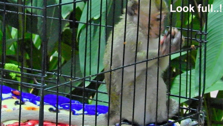 Look At Poor Baby Monkey Janet Feel Full After Getting Food| This Is Last Updating Video From Janet