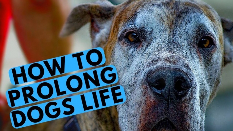 TOP 10 Tips – How to Make Your Dog Live Longer