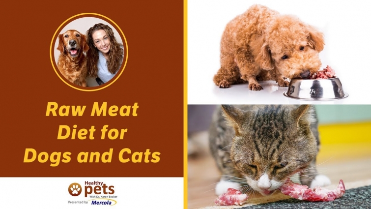 Raw Meat Diet for Dogs and Cats