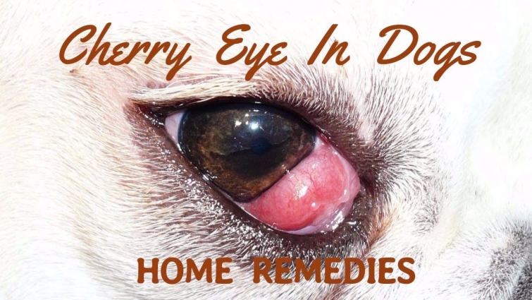 Cherry Eye In Dogs: Natural Home Remedies