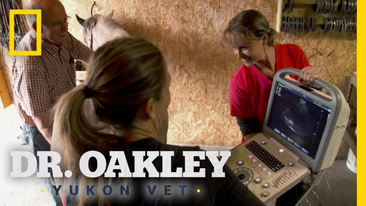 Double Horse Mother's-To-Be | Dr. Oakley, Yukon Vet