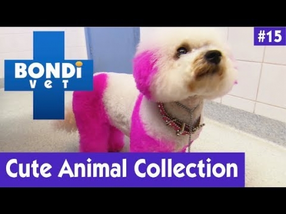 🐶CUTE ANIMAL COLLECTION #15 | BONDI VET 🐢