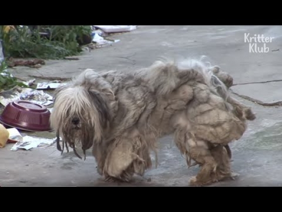 Ragged Dog Neglected For Years Wishes To Be Loved By People Again | Animal in Crisis EP74