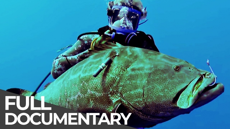 Bermuda Black Grouper | Ocean Vet | S01 E07 | Free Documentary