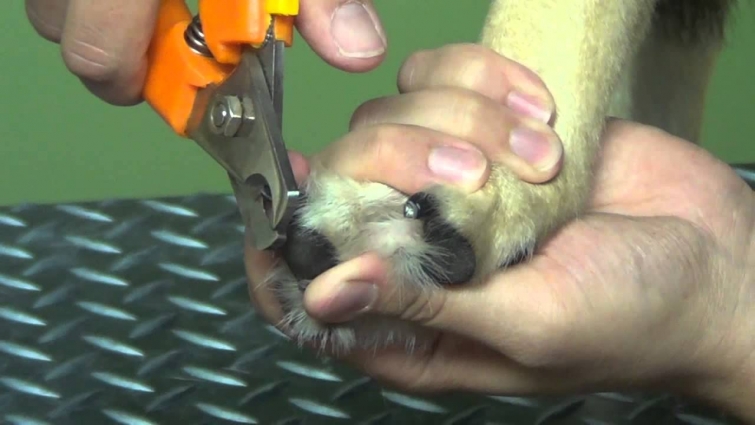 Trimming Your Dogs Nails (Dark & Clear Nails) – Do-It-Yourself Dog Grooming
